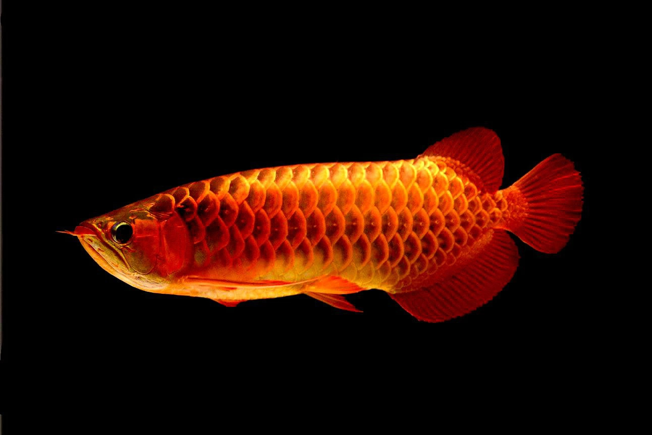 论维他命对鱼儿的重要性 印尼三纹虎 第1张