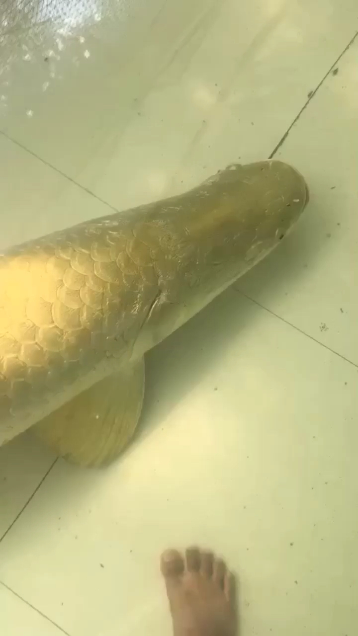 18米黄金巨骨舌鱼麒麟血 巨骨舌鱼 第1张