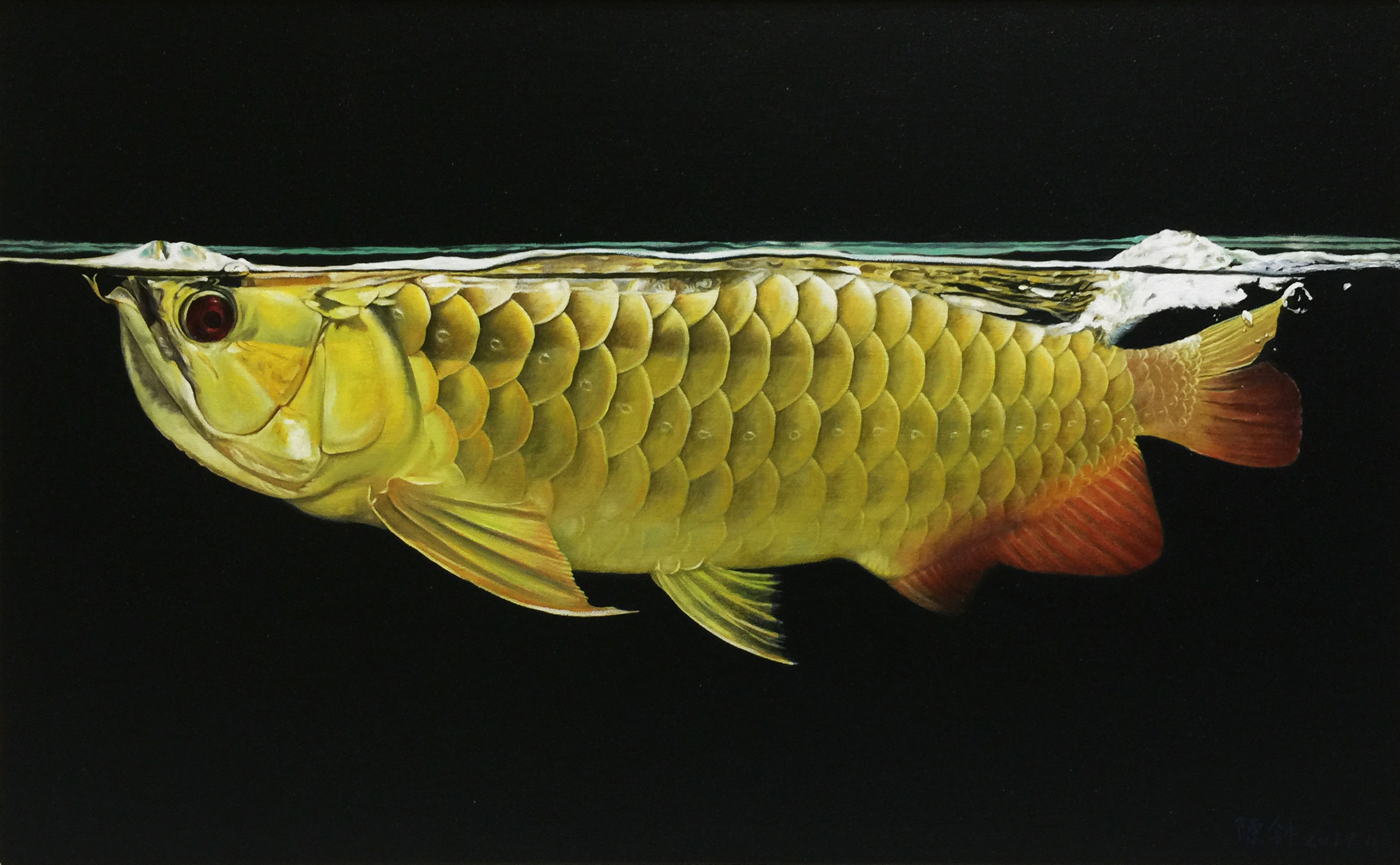 鱼看状态 印尼小红龙 第1张
