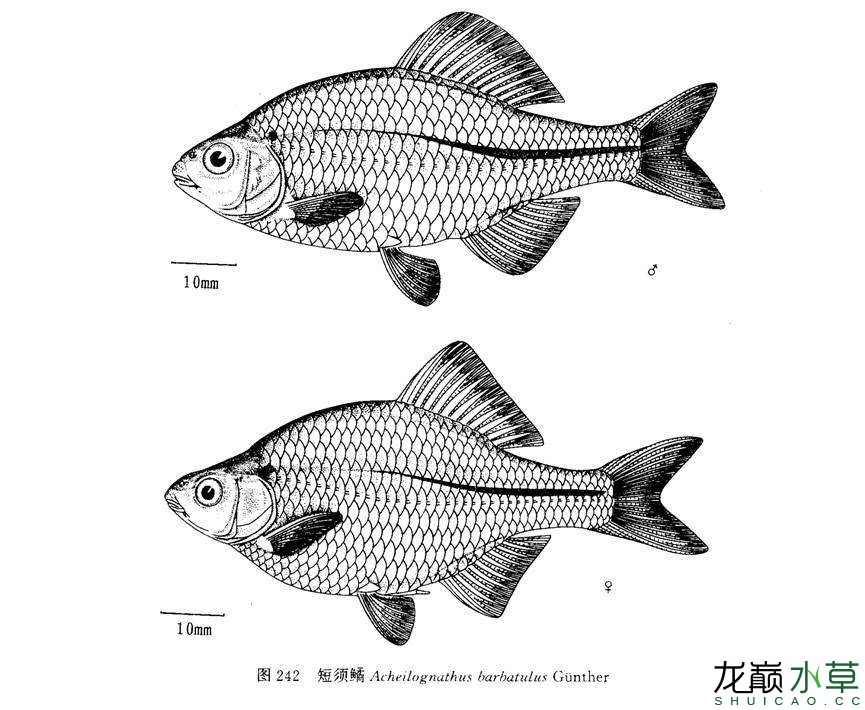 亚洲特产短须鱊 鹦鹉鱼 第3张