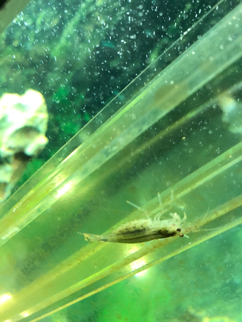 我的大和藻虾怀孕了什么情况？