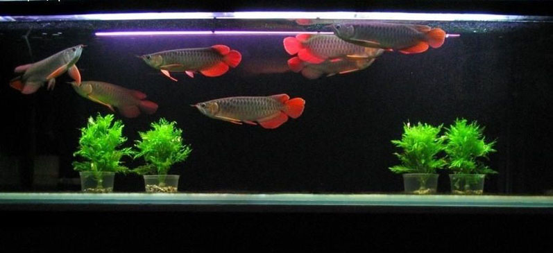 自己的鱼缸朋友的鱼缸 红白锦鲤鱼 第9张