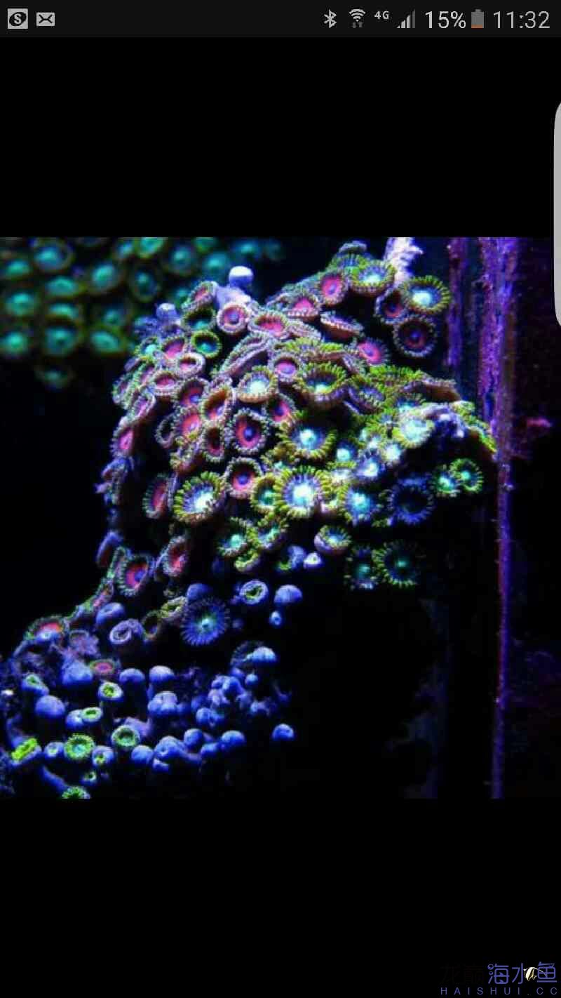 这是同一种珊瑚么？