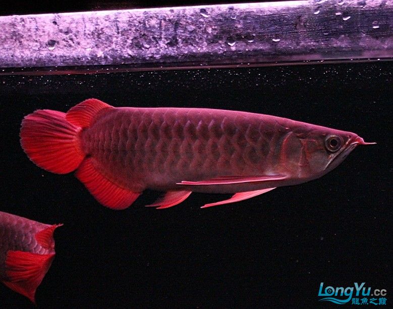 梧州观赏鱼市场瑰宝龍28厘米发况