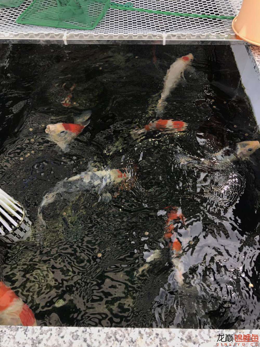 丹东观赏鱼市场加面吸后总算有点一汪清水的感觉了就是密度有点大