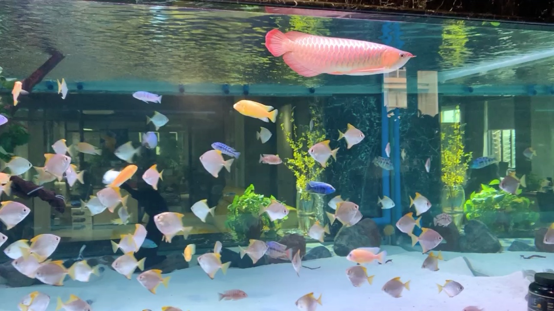 鄂州观赏鱼市场白玉红龙在三面透明缸里会红吗