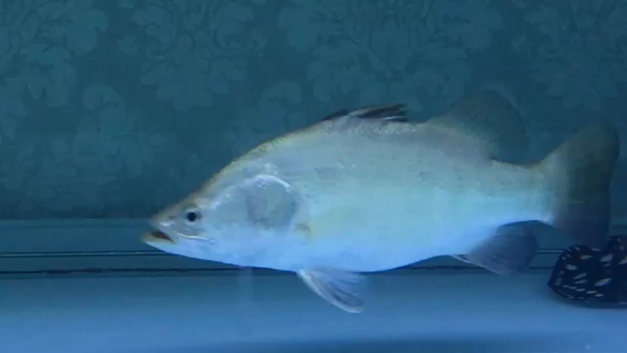 盐城观赏鱼市场大金鲈魟鱼 观赏鱼市场（混养鱼） 第1张