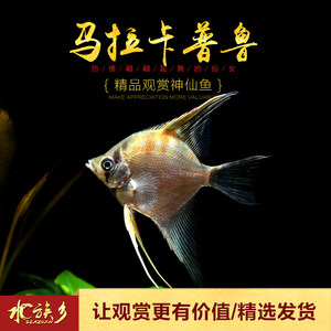 淮北观赏鱼市场请大橙了 观赏鱼市场（混养鱼） 第4张