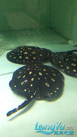 阿里水族馆野生皇冠种鱼2公4母