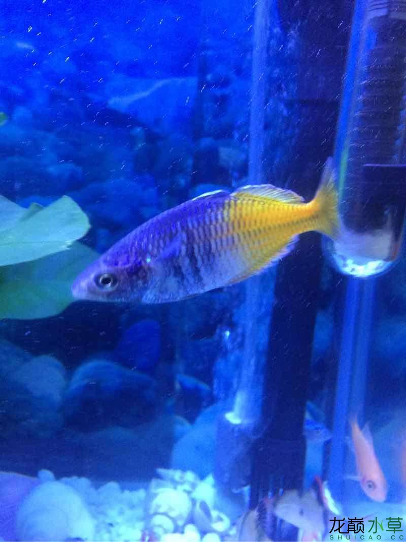 我这鱼叫什么名字？