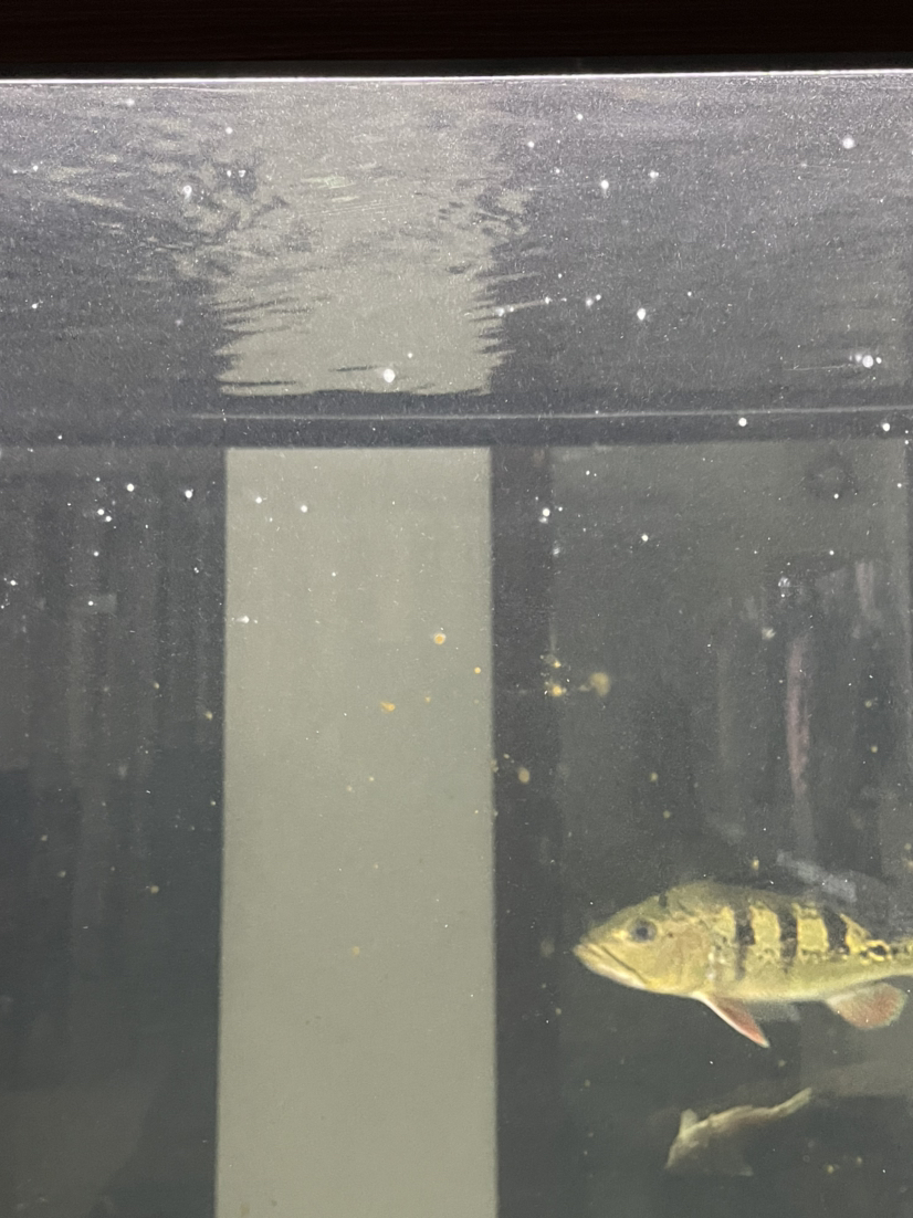 鸡西水族馆鱼缸长白点喝褐藻怎么办 皇冠黑白魟鱼 第1张