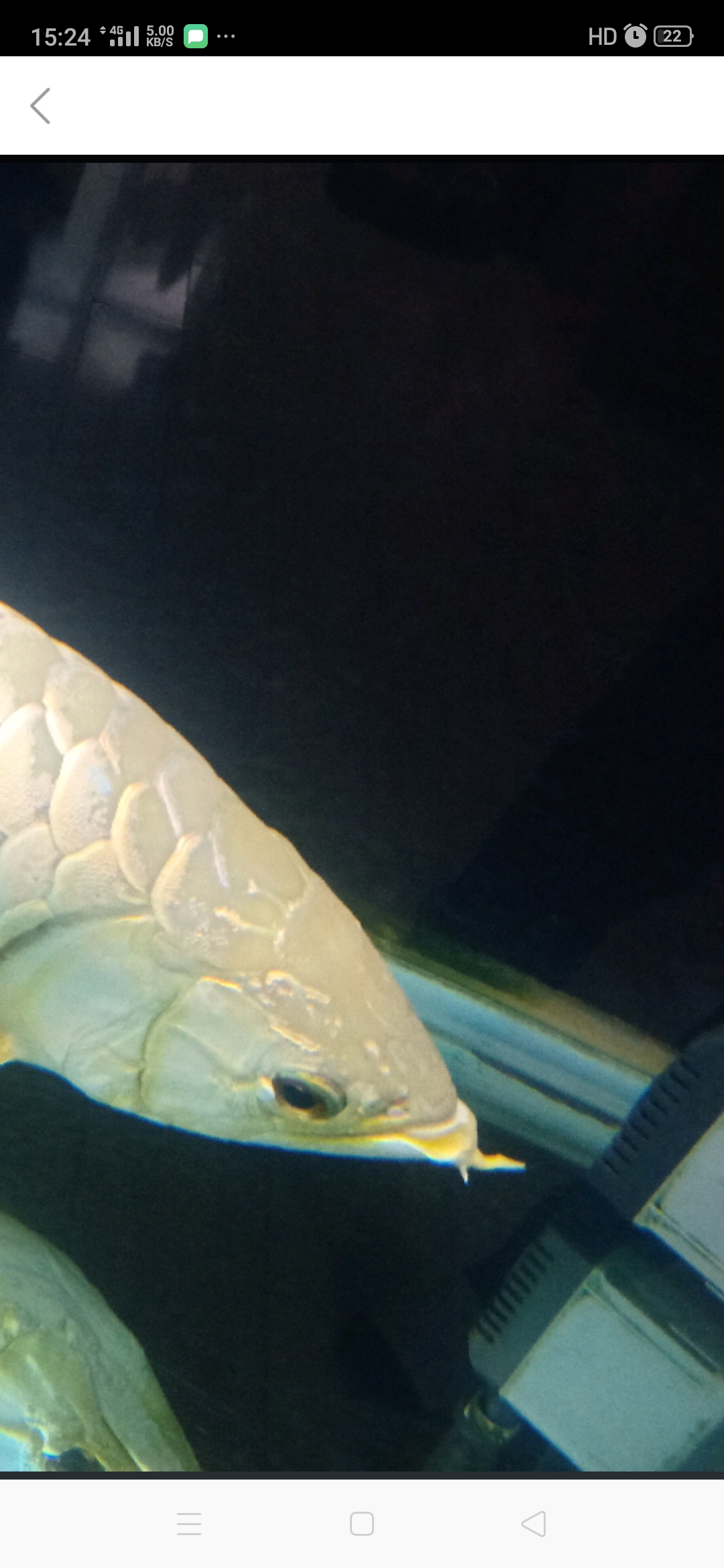 55厘米金龙八年的龙鱼须子断了