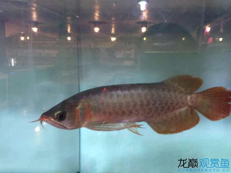 荆州观赏鱼市场请帮忙看一下这小红龙好不好长大红吗