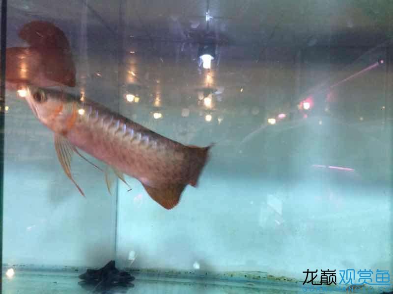 荆州观赏鱼市场请帮忙看一下这小红龙好不好长大红吗