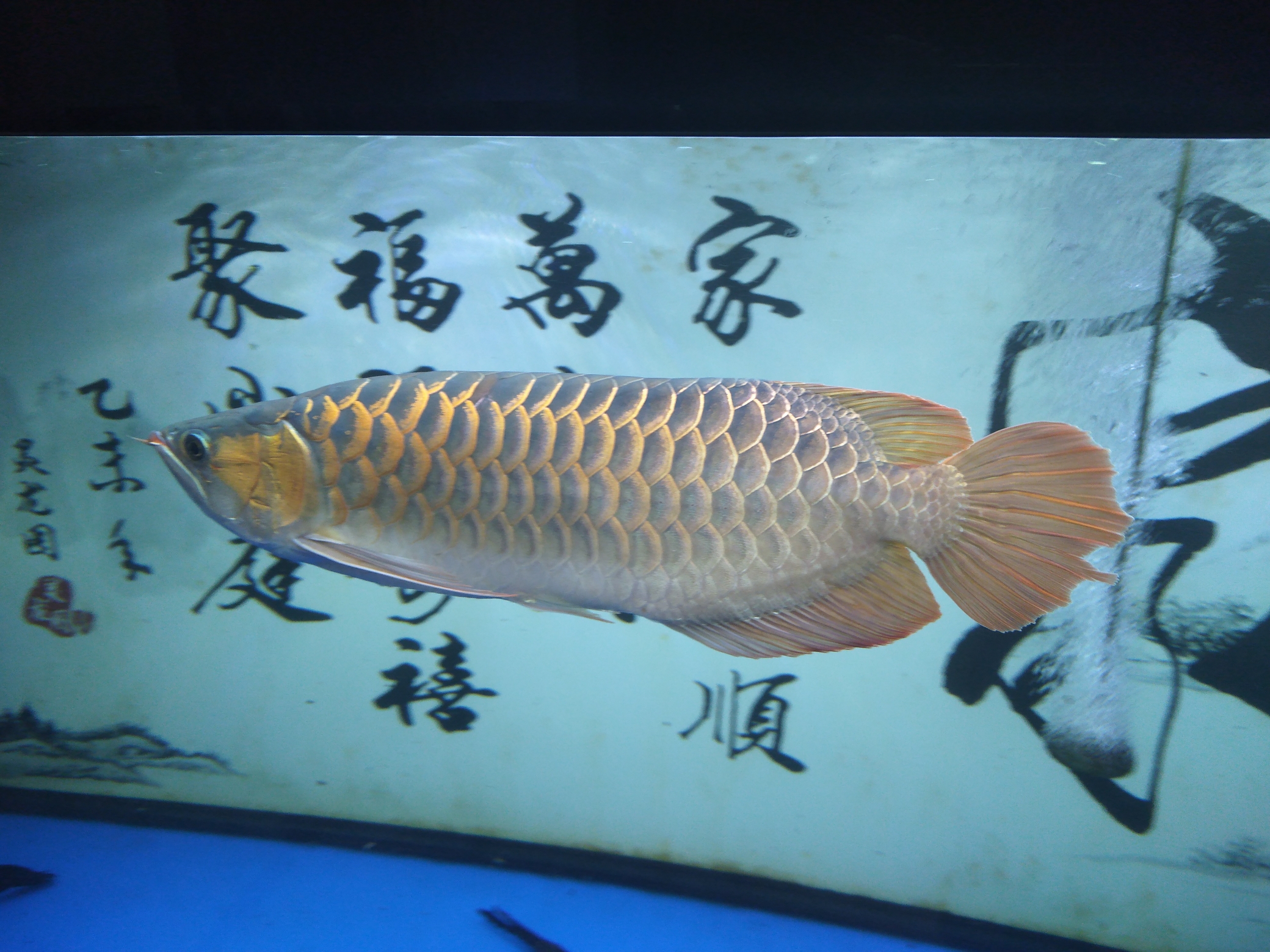 威海观赏鱼市场玻璃灯管也撞破了 观赏鱼市场（混养鱼） 第2张