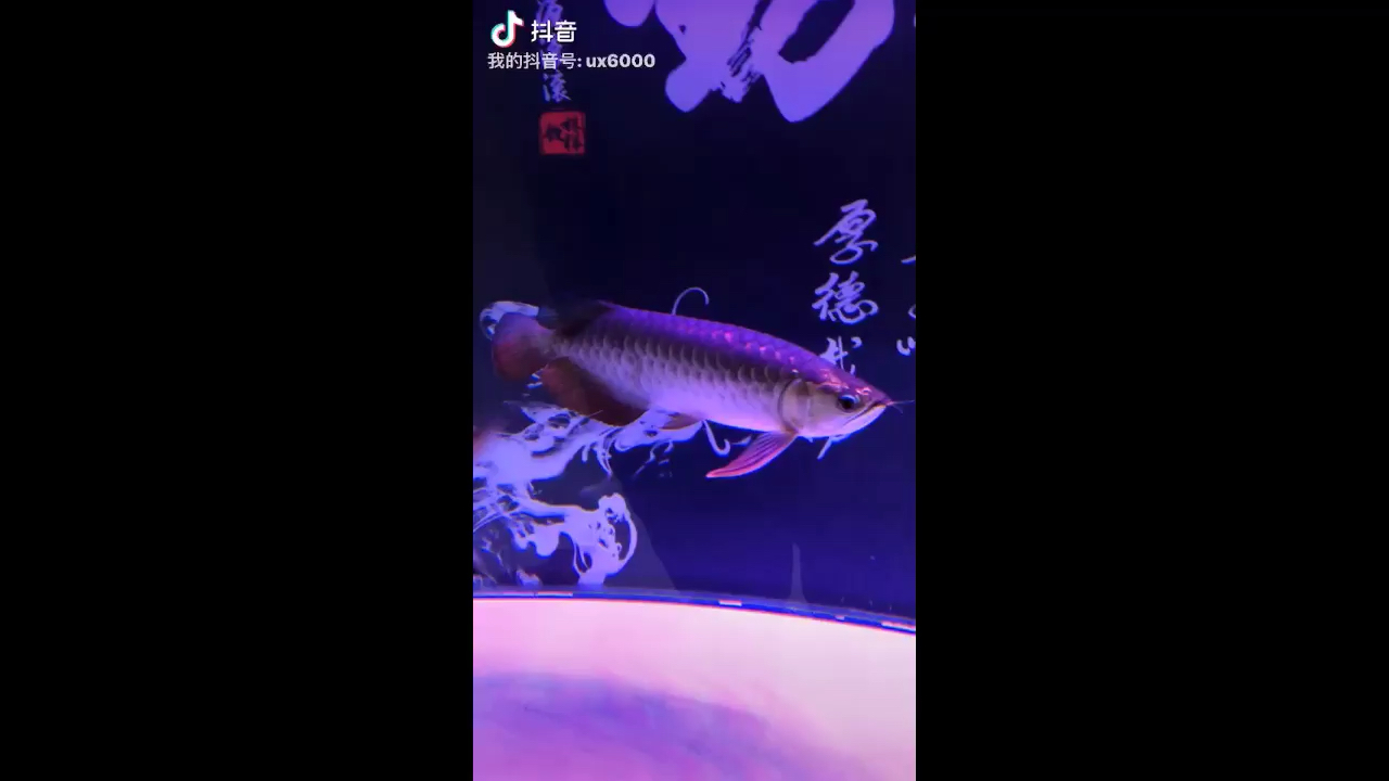 阜新水族馆记录一下 广州观赏鱼批发市场 第1张