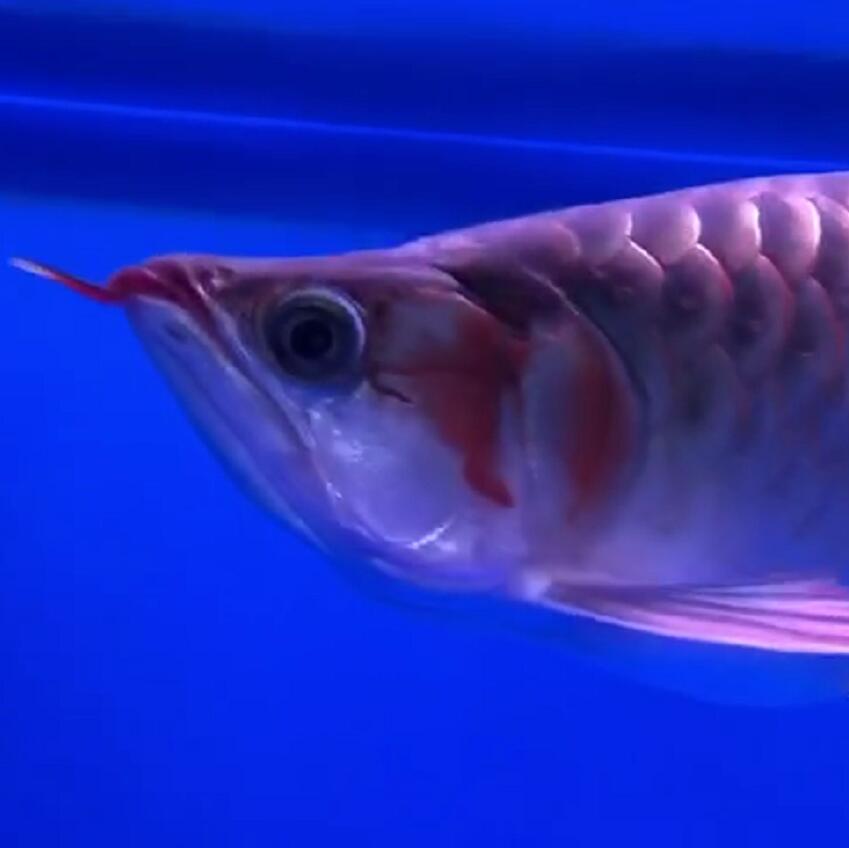 自贡观赏鱼市场白灯下的红龙