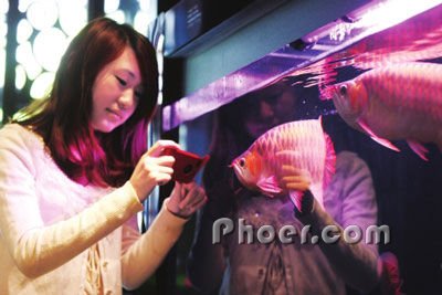 温州观赏鱼市场深夜诱惑 观赏鱼市场（混养鱼） 第3张