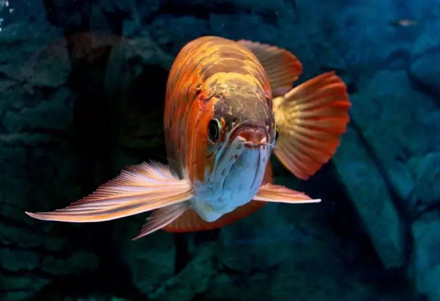 铜川水族馆鱼究竟出现什么问题了求助
