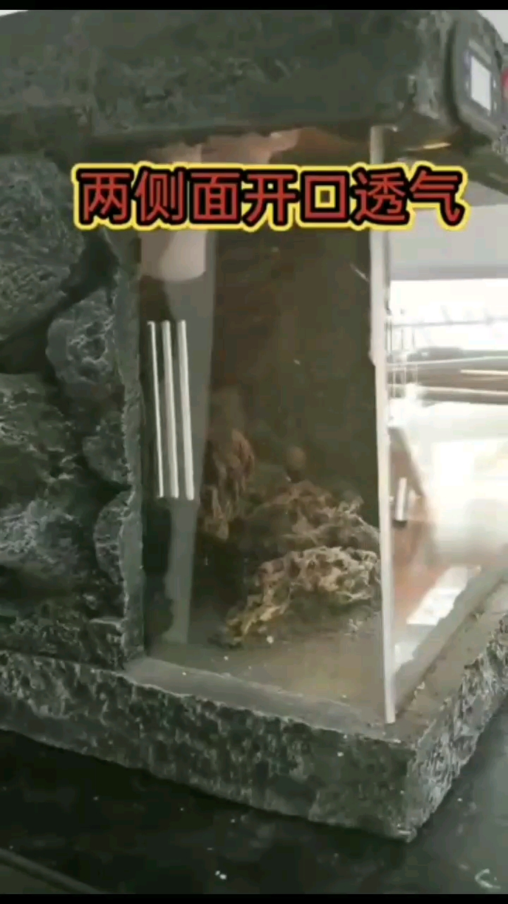 鹤壁水族馆这个安全好看的爬宠造景箱好好看 元宝凤凰鱼 第1张