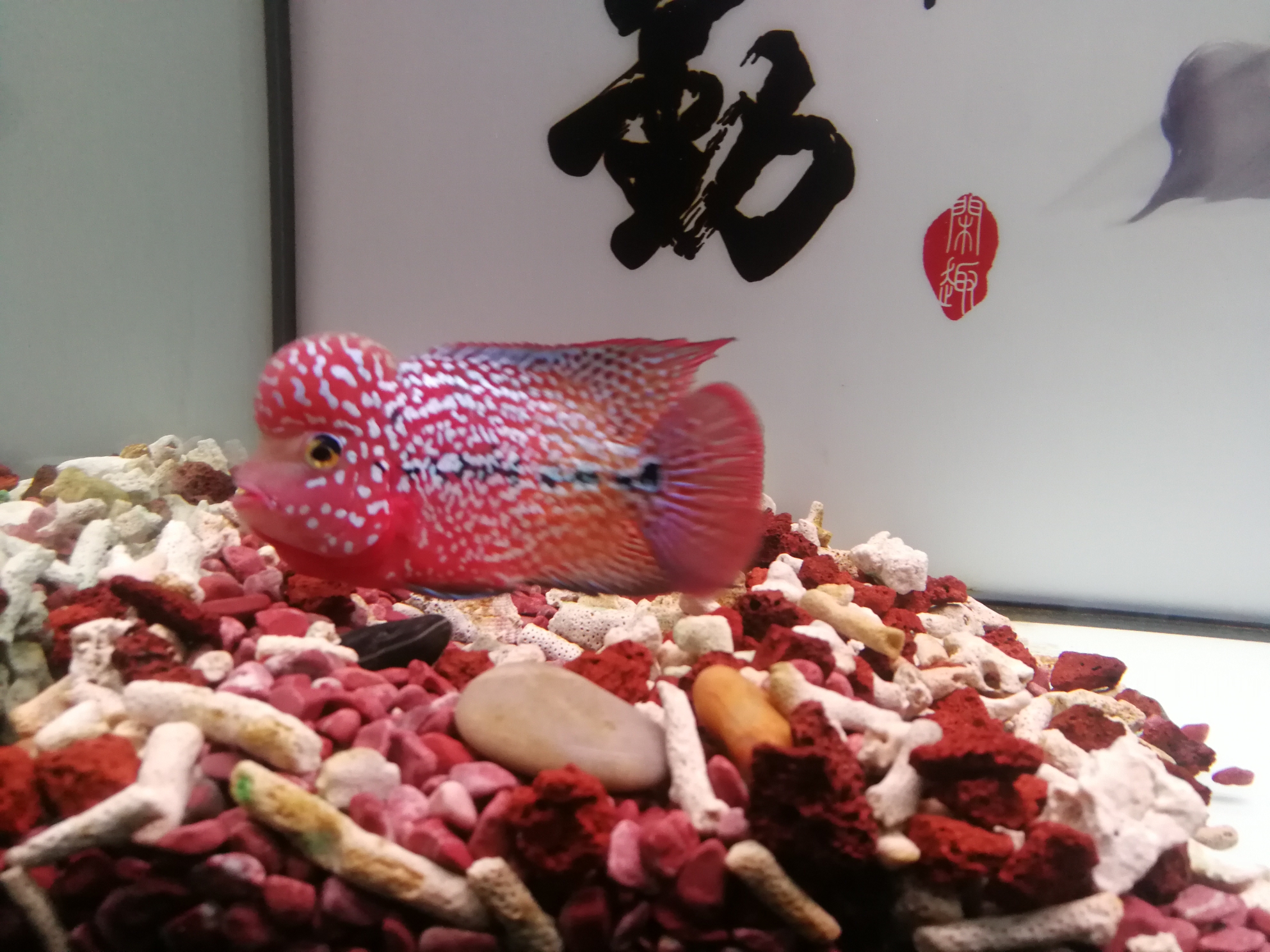 文山壮族苗族自治州水族馆长成了自己喜欢的样子到家10天@ 祥禾Super Red红龙鱼 第4张