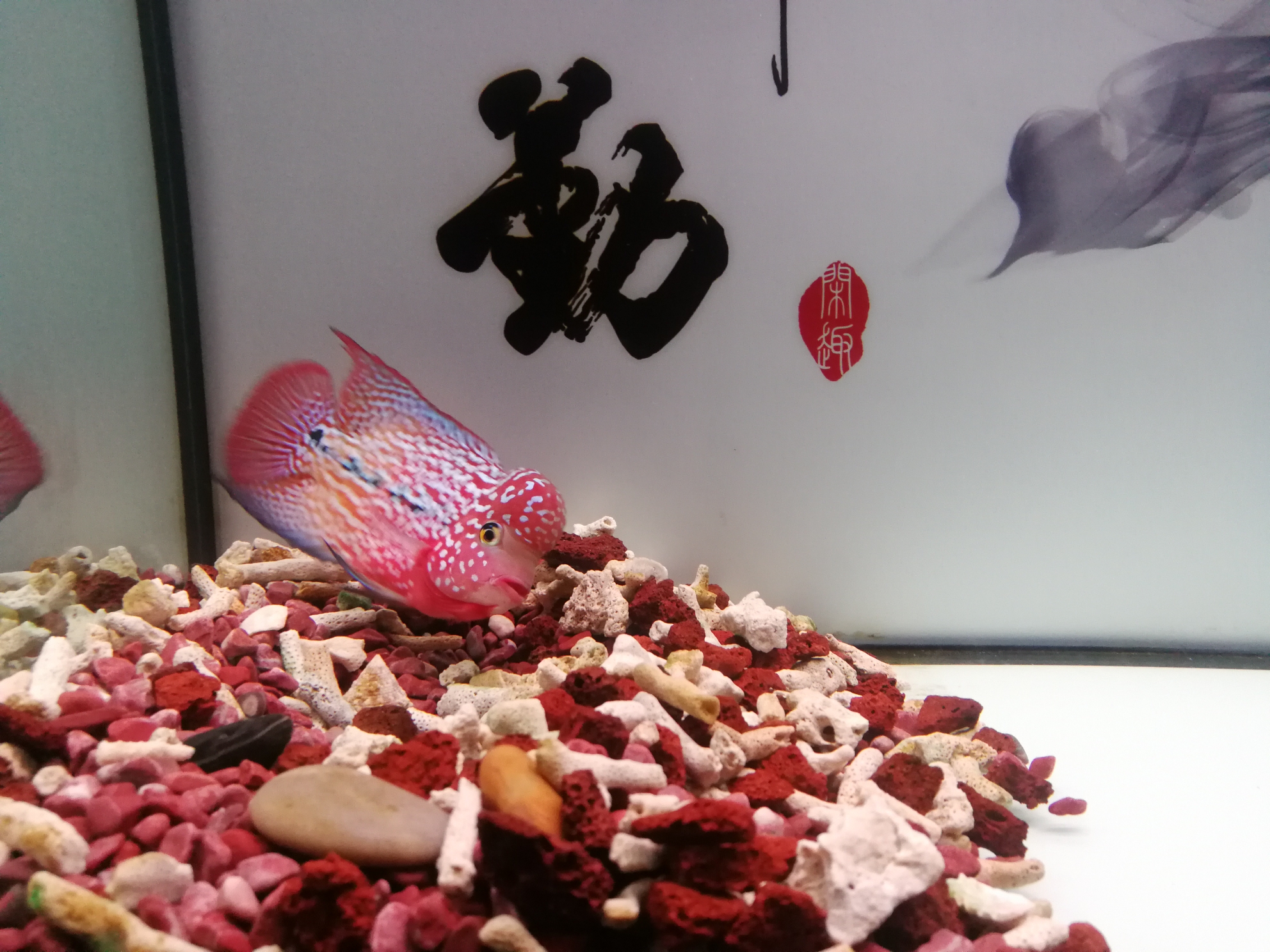 文山壮族苗族自治州水族馆长成了自己喜欢的样子到家10天@ 祥禾Super Red红龙鱼 第5张