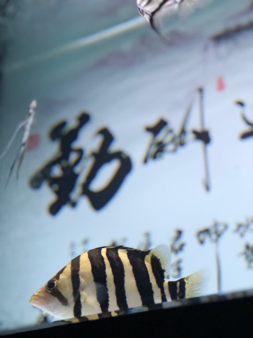 桂林观赏鱼市场问问大家虎生长速度