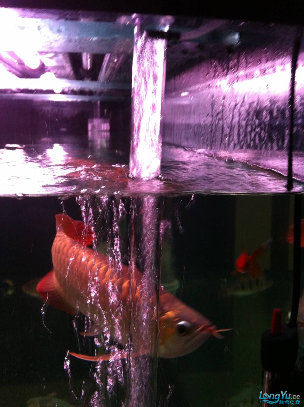 鱼缸自动增氧停电后防止水回流简单无噪音