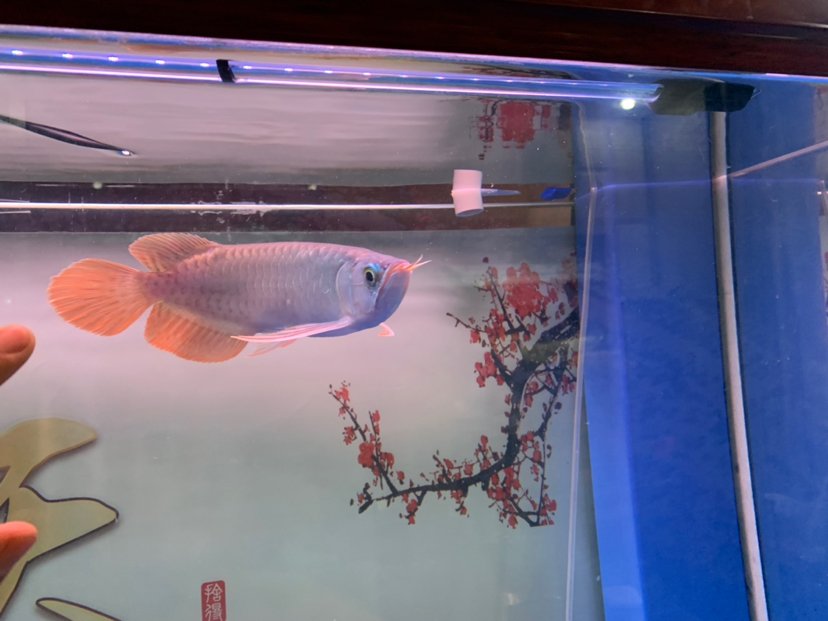 双鸭山水族馆赛季红龙 帝王三间鱼 第4张