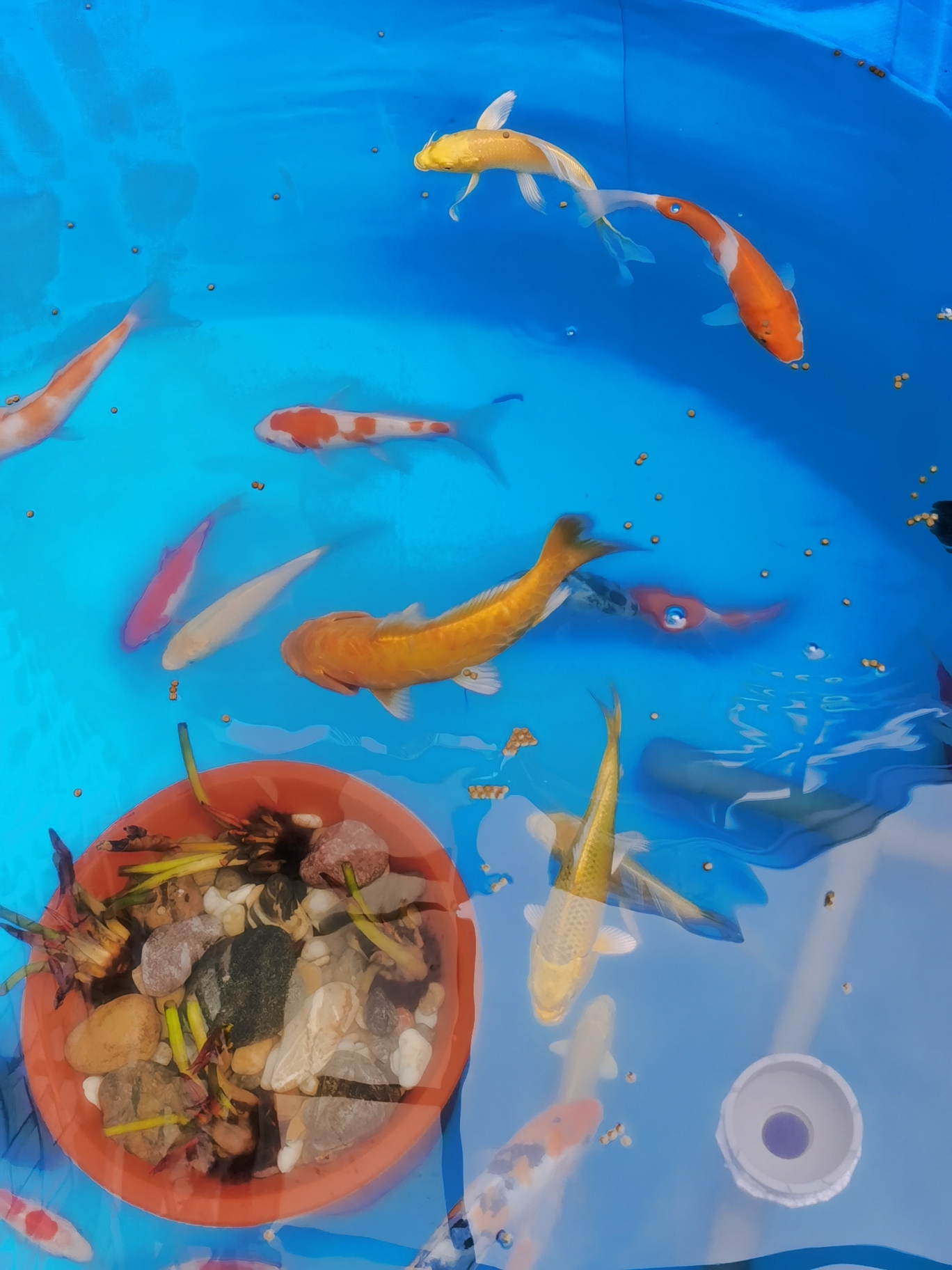 蓝天观赏鱼市场锦鲤红斑