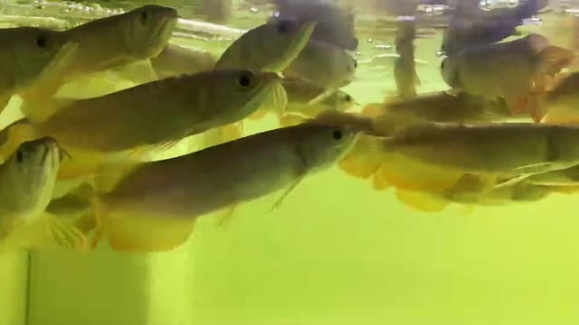 南昌观赏鱼市场缸里的鱼拉绿色透明便