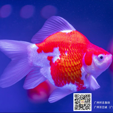 台州观赏鱼市场终于恢复如初了