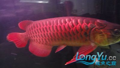 阿卡迪亚使用半年后的地包王 新加坡号半红龙鱼（练手级红龙鱼） 第2张