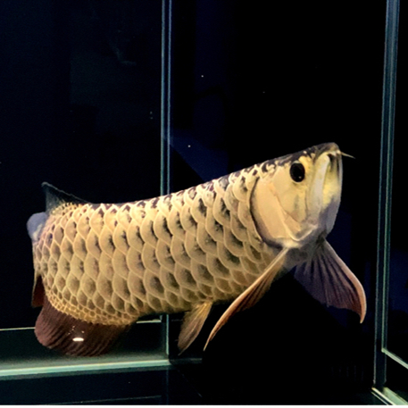 阿卡迪亚使用半年后的地包王 新加坡号半红龙鱼（练手级红龙鱼） 第7张
