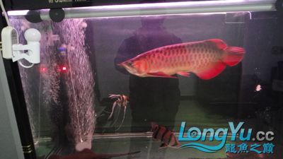 阿卡迪亚使用半年后的地包王 新加坡号半红龙鱼（练手级红龙鱼） 第5张