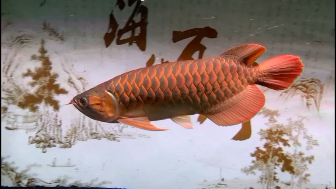 西宁观赏鱼市场养了两年的红龙鱼