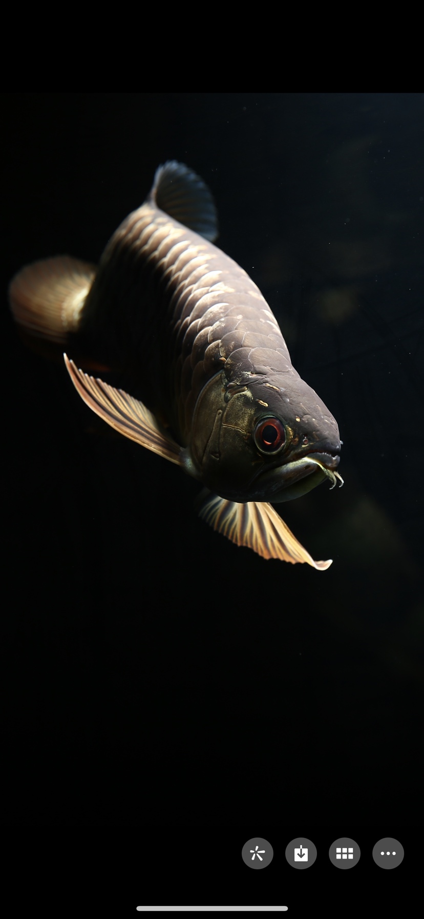 古典金龙艺术品 印尼红龙鱼 第1张