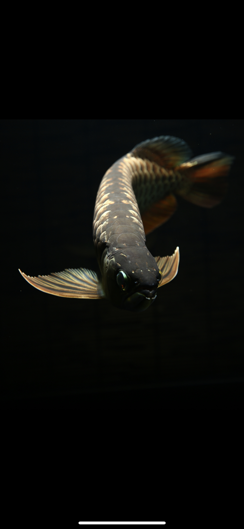 古典金龙艺术品 印尼红龙鱼 第4张