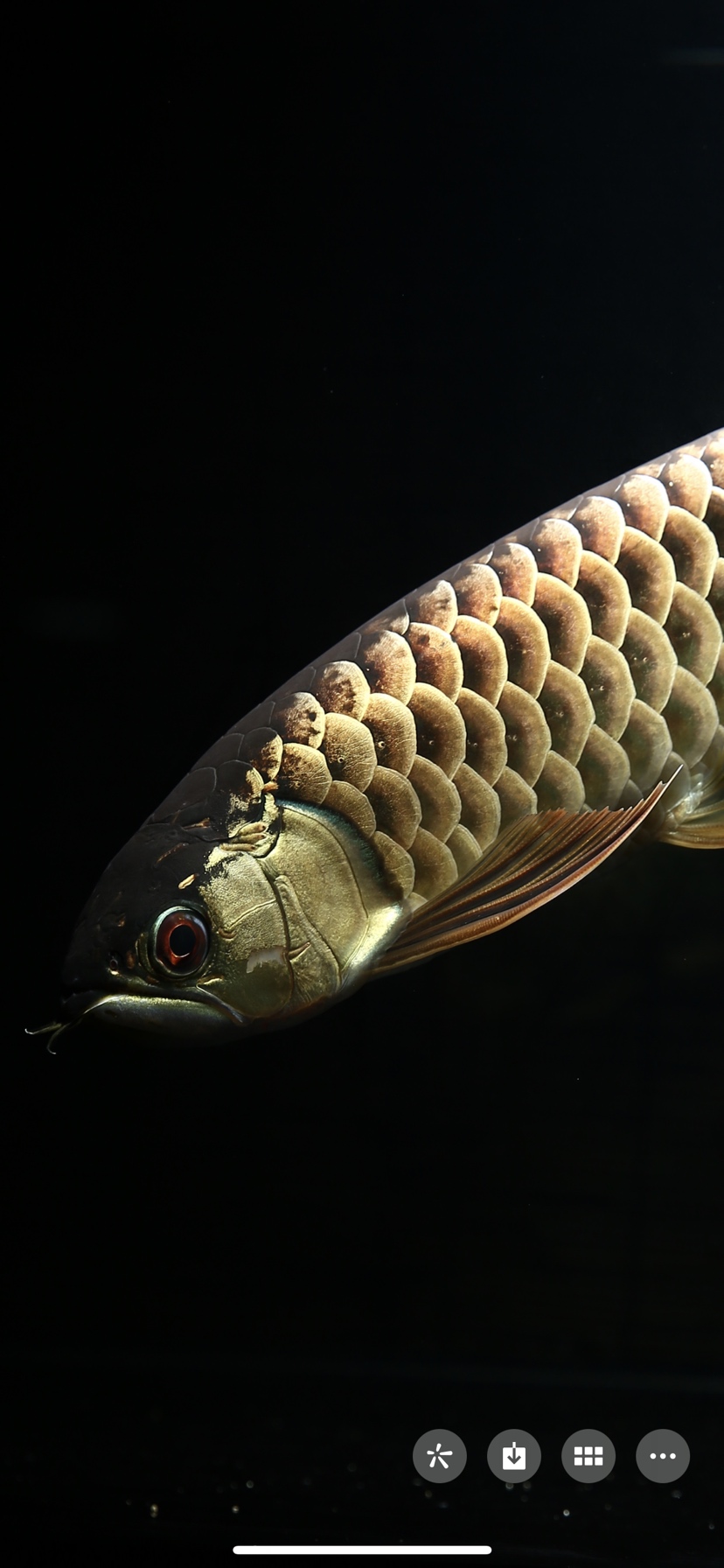 古典金龙艺术品 印尼红龙鱼 第2张