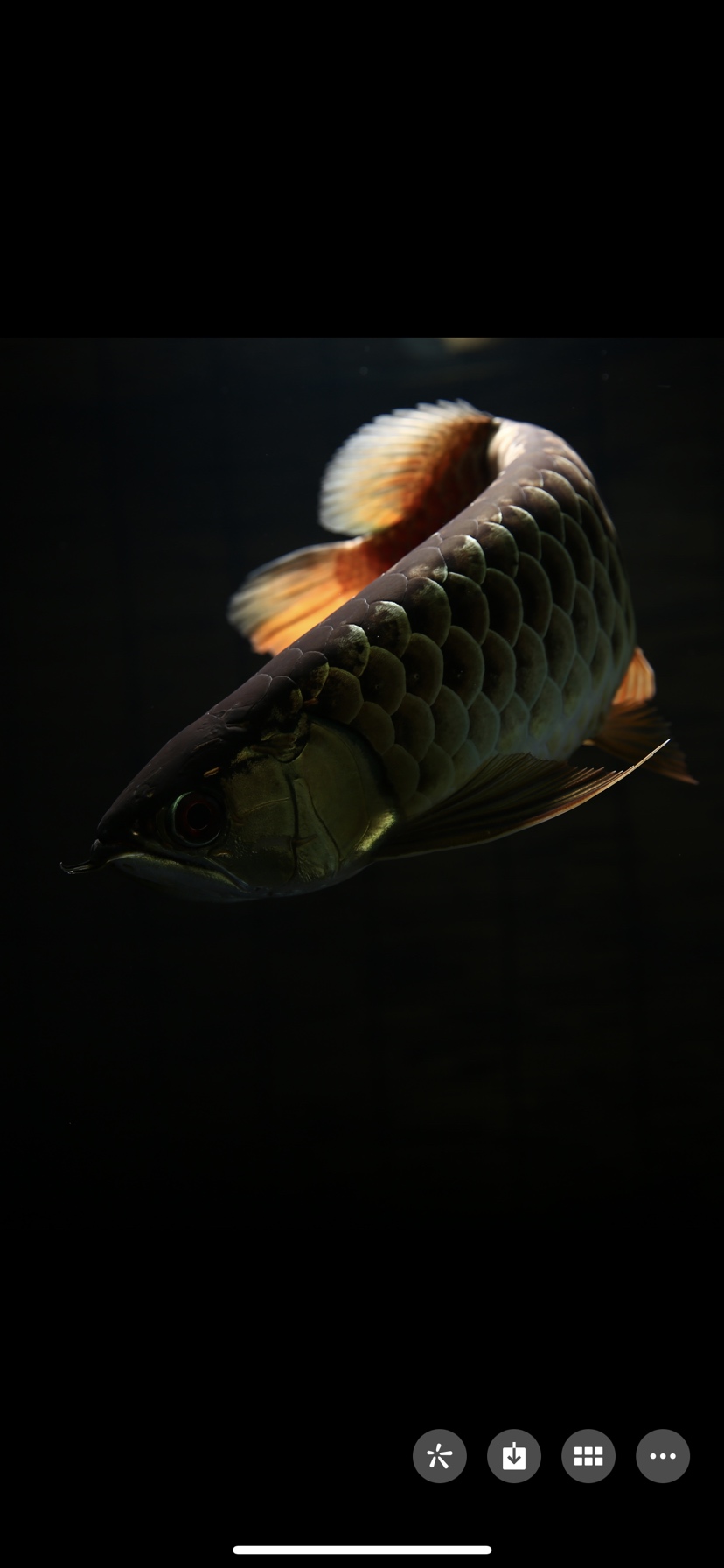 古典金龙艺术品 印尼红龙鱼 第5张