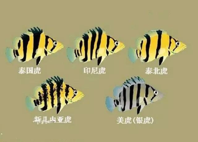 九江水族馆虎鱼的种类转载 虎鱼 第1张