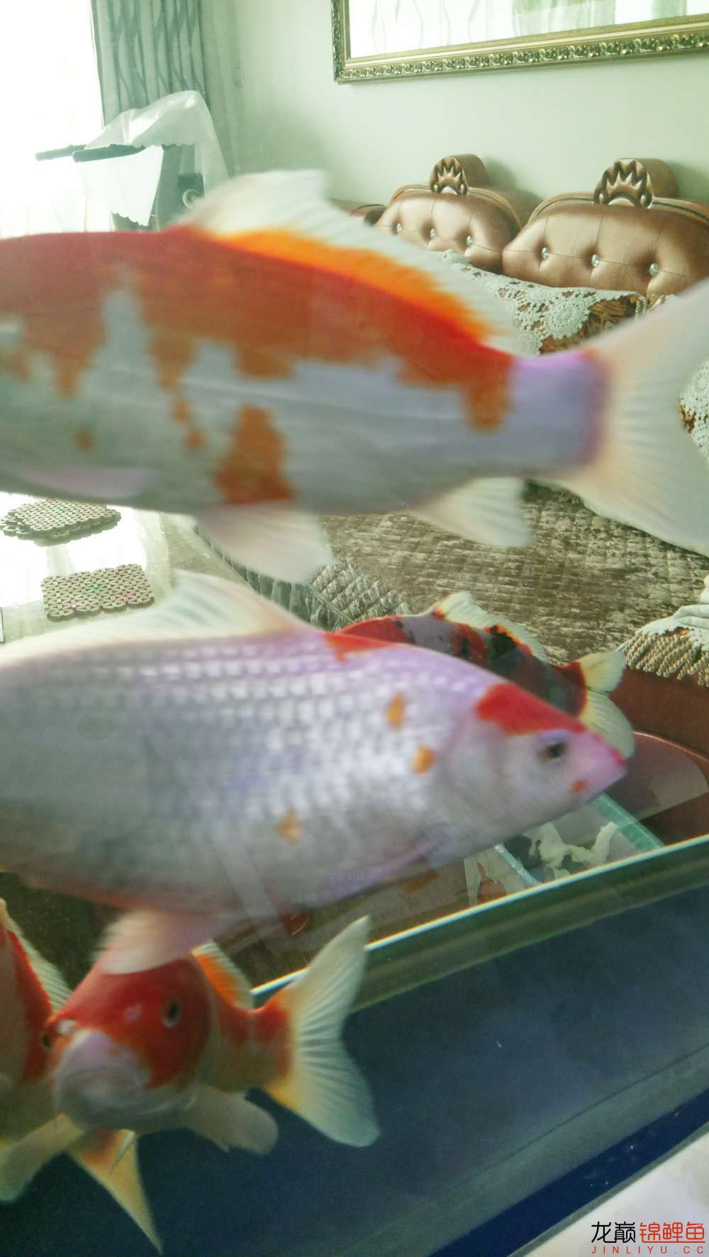 甘南州水族馆感谢鱼友们大师们的关注及指点