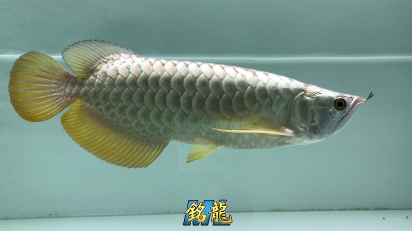温州水族馆难得的宽体立达小金 金龙福龙鱼 第2张