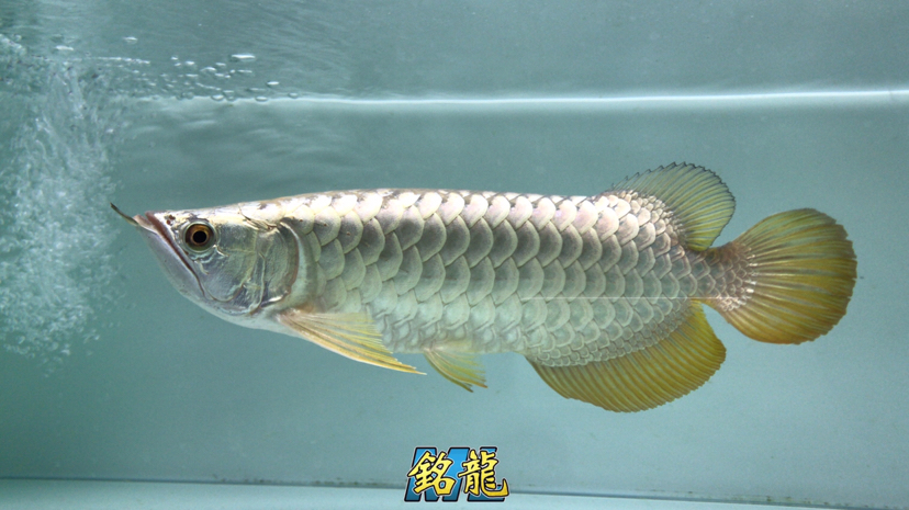 温州水族馆难得的宽体立达小金 金龙福龙鱼 第3张