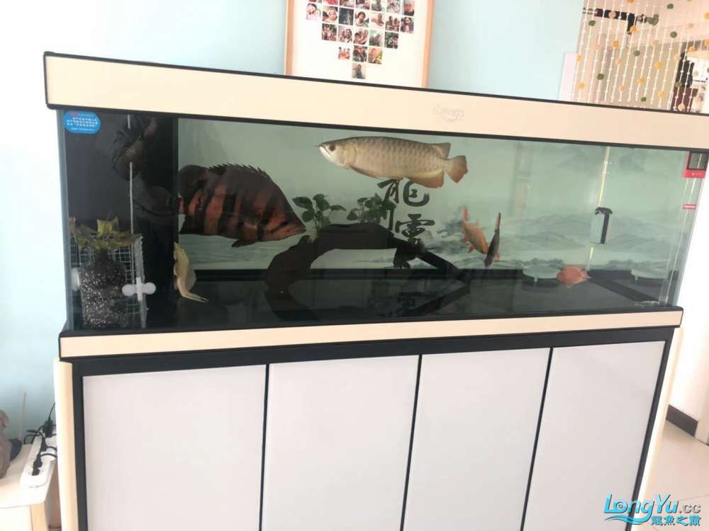 乌兰察布水族馆爱龙仕精养缸一个月使用体验 爱龙仕 第3张