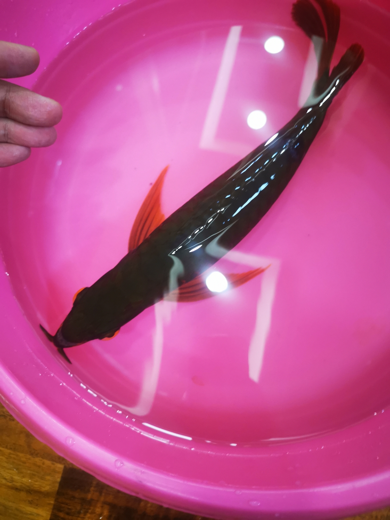 丹东水族馆鳞片撞坏了拔掉 广州观赏鱼鱼苗批发市场 第2张