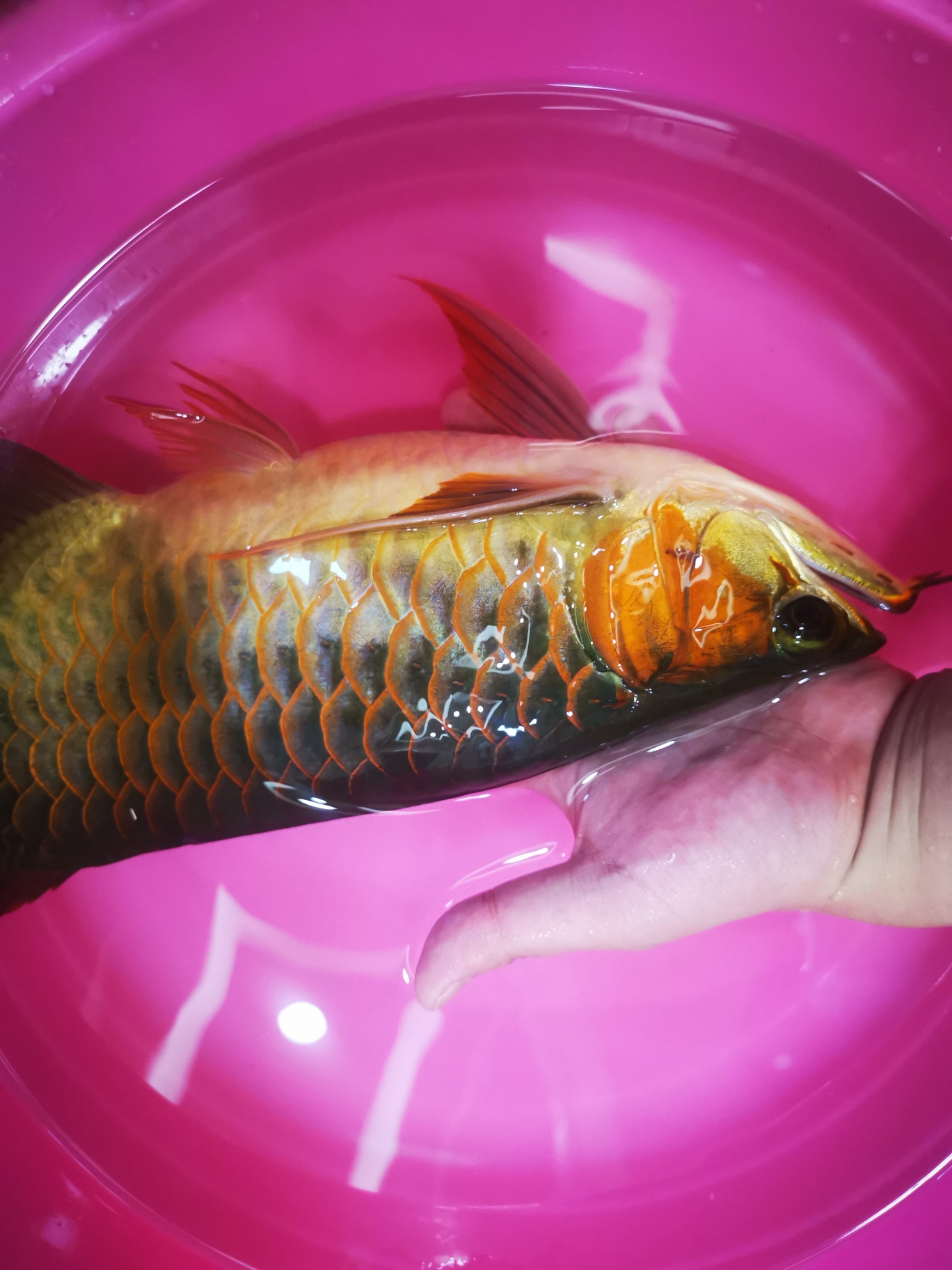 丹东水族馆鳞片撞坏了拔掉 广州观赏鱼鱼苗批发市场 第4张