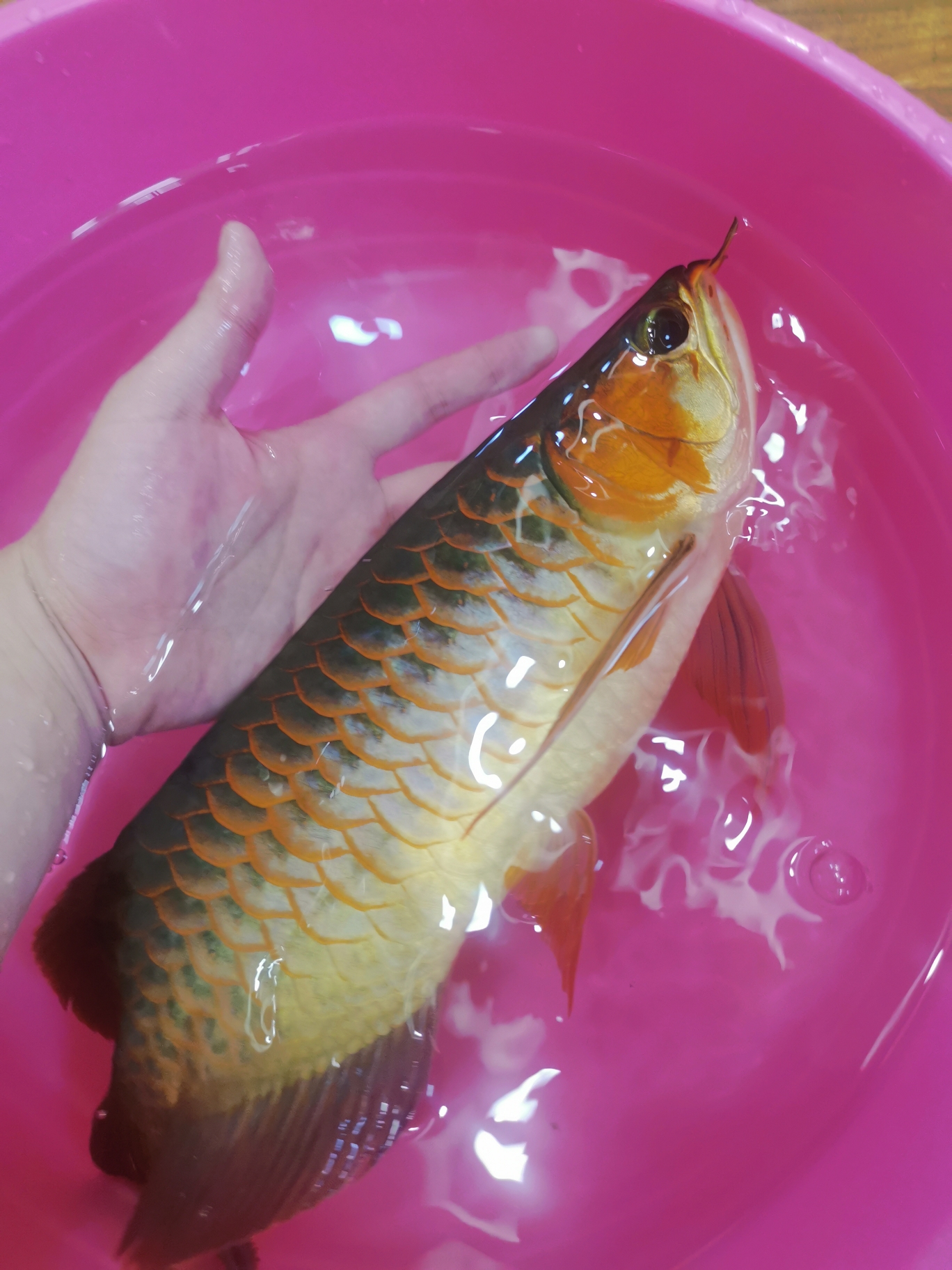 丹东水族馆鳞片撞坏了拔掉 广州观赏鱼鱼苗批发市场 第5张