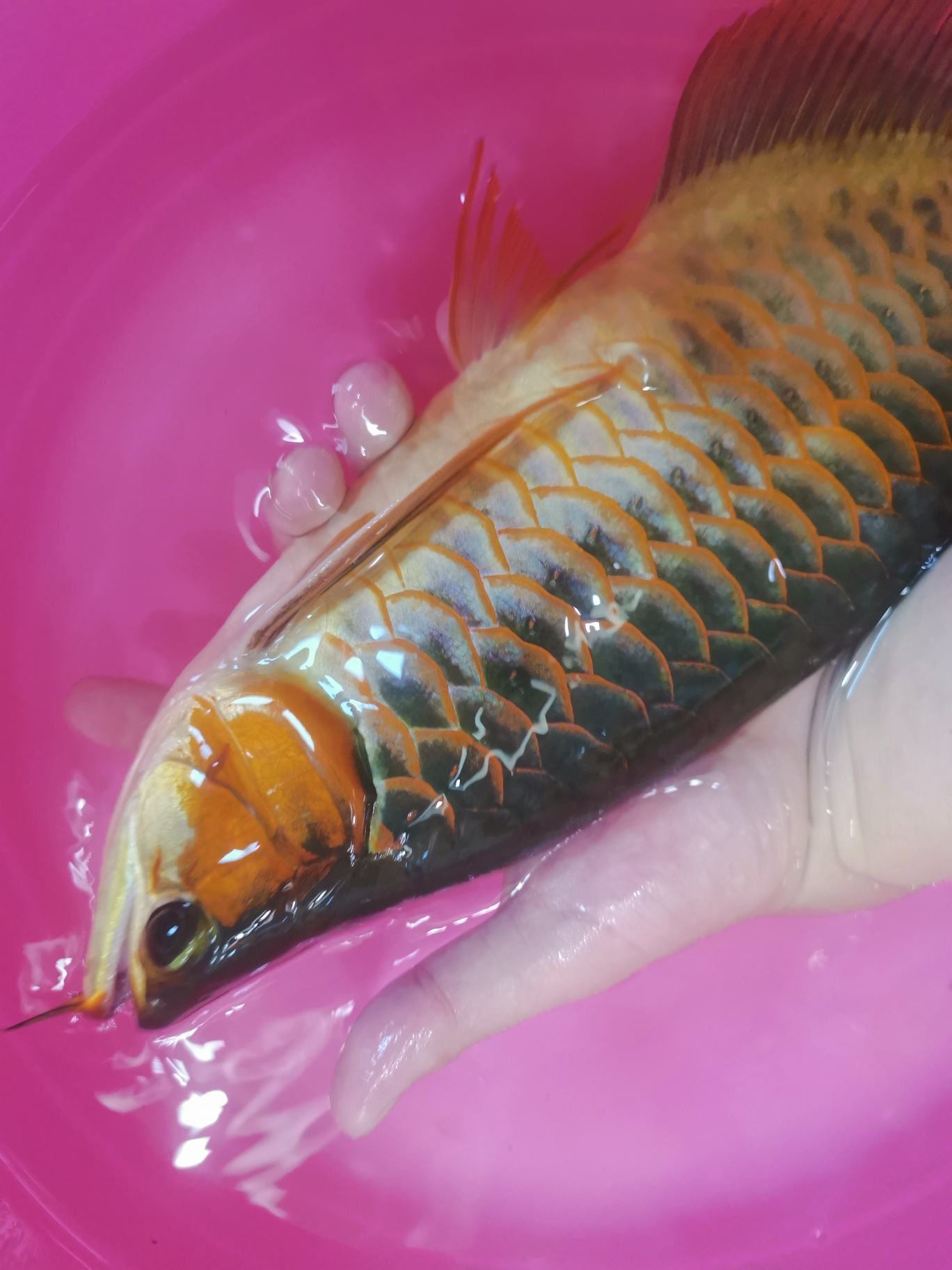丹东水族馆鳞片撞坏了拔掉 广州观赏鱼鱼苗批发市场 第7张
