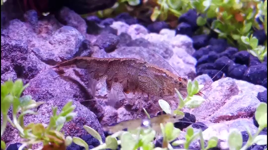 怀孕的母虾